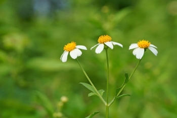 Loại cây mọc dại không ai thèm hái nhưng chế biến được vô số món ngon, bất ngờ tác dụng cho sức khoẻ