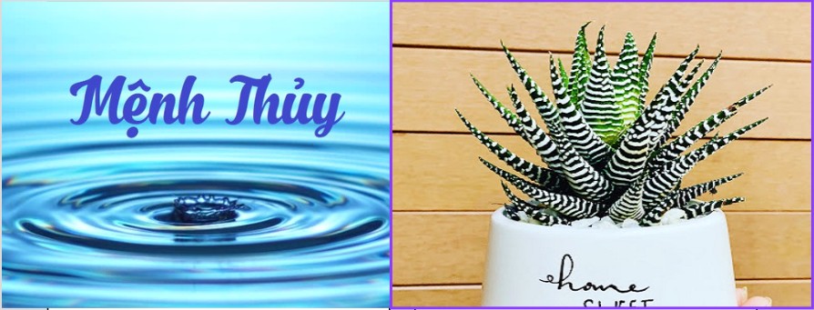 Người mệnh Thủy sắm ngay những loại cây này để thuận lợi về công việc, sức khỏe