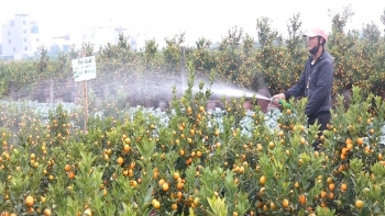 Vườn hoa, cây cảnh Văn Giang rộn ràng đón Tết