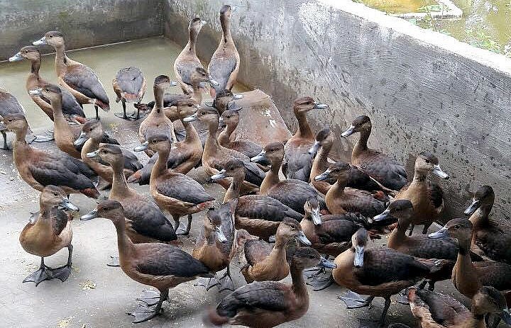 Loài chim hoang dã le le hiện được nhiều hộ nhân nuôi bán hoang dã để bán trứng và con giống. (Ảnh minh họa).