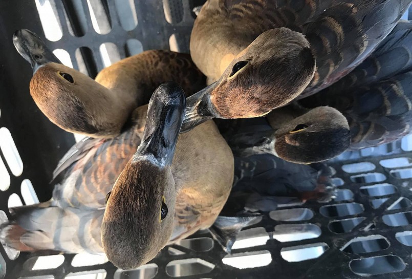 Loài chim hoang dã le le nay được nhiều hộ gia đình nhân nuôi bán hoang dã cho hiệu quả kinh tế cao.