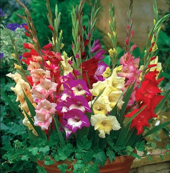 Bí quyết giữ hoa lay ơn tươi lâu ngày Tết cực đơn giản ai cũng nên biết