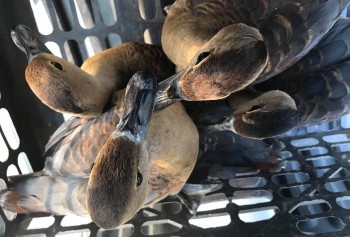 Nuôi loài chim hoang dã kiếm tiền tỷ nhờ tuyệt kỹ dụ gà ấp trứng