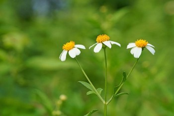 Loại cây mọc dại không ai thèm hái nhưng chế biến được vô số món ngon, bất ngờ tác dụng cho sức khoẻ