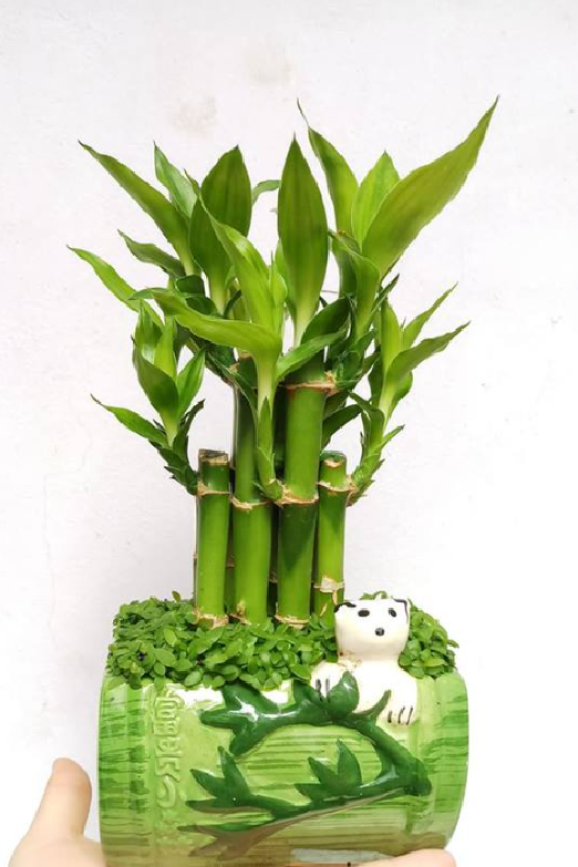 Cây phong thủy: Người mệnh Thủy sắm ngay những loại cây này để thuận lợi về công việc, sức khỏe