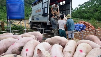 Giá heo hơi hôm nay 04/1 dứt đà giảm chờ xu hướng bật tăng trong dịp Tết