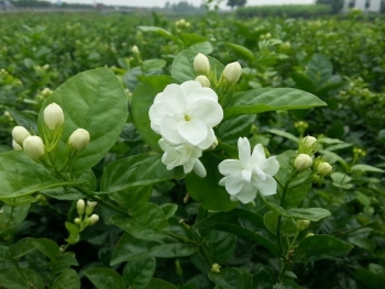 Những loại hoa không nên bày trên ban thờ ngày Tết nếu muốn tránh vận xui