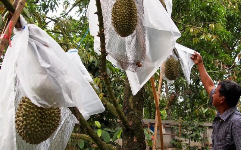 Trái sầu được bọc trong túi nhựa kết hợp lồng kẽm 