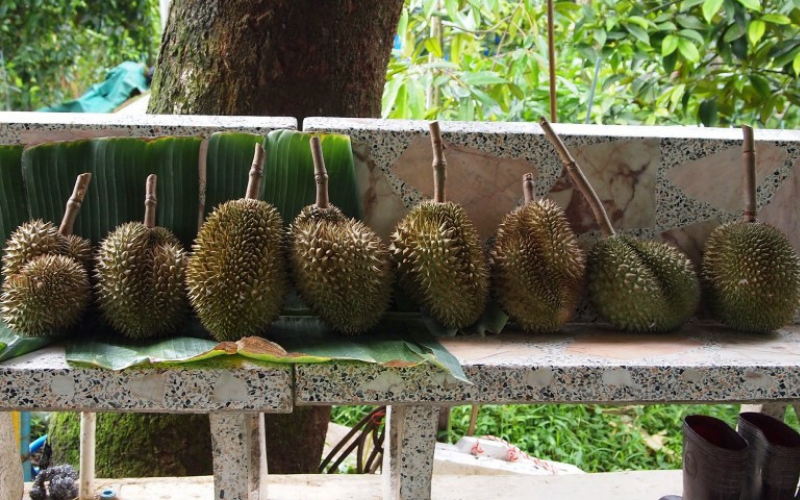 là một trong những loại trái cây đắt đỏ 