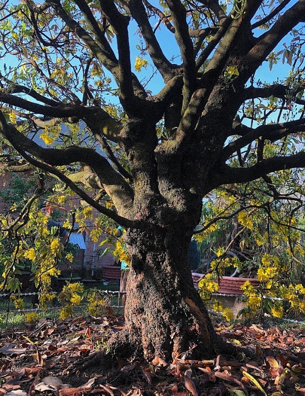 Siêu phẩm mai cổ thụ \'Tiên lão giáng trần\' khi còn trồng ở vườn nhà.