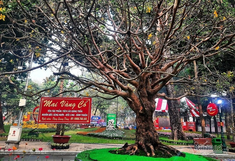 Cây mai này là cây mai xù nu đẹp, hoa đều 5 cánh (hoa cổ nguyên thủy ) không lai tạo. 