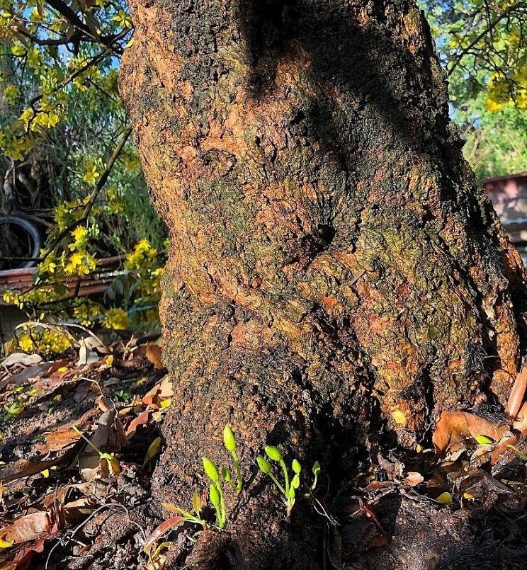 Cây mai cổ thụ có mầm và nụ nảy từ rễ.