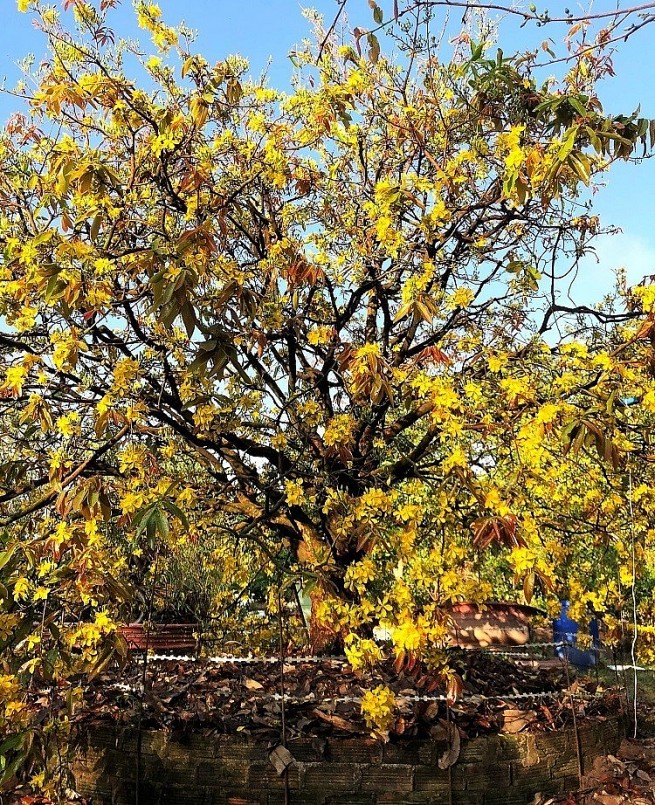 Cây mai cổ thụ bung nở hoa rất đẹp và ấm cúng.