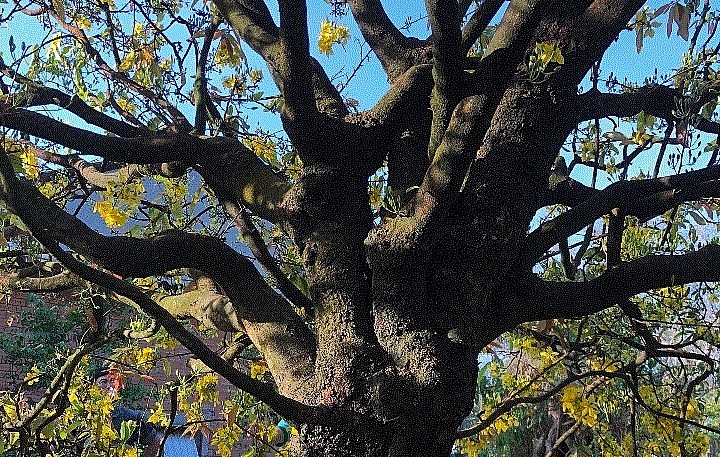 Cây mai cổ thụ có cành nhánh cân đối và đầy đặn.