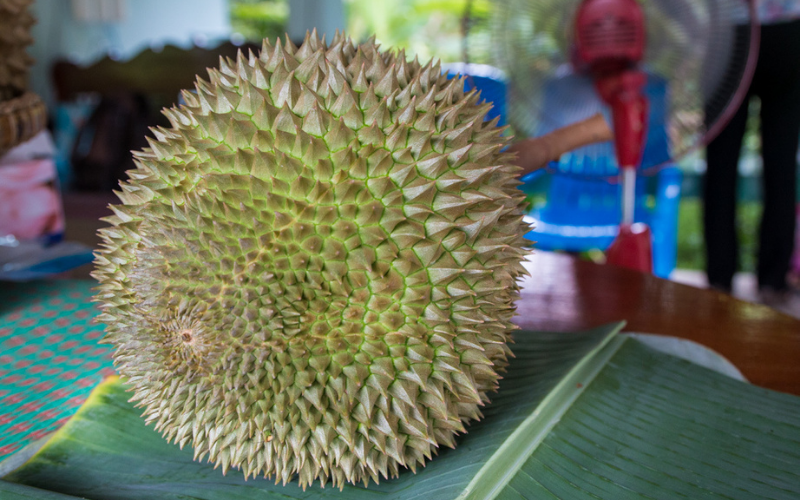 Sầu riêng Kanyao hay còn được gọi là sầu riêng cuống dài