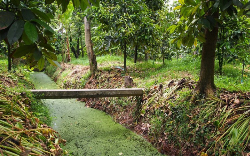 , phương pháp trồng sầu riêng Kanyao rất độc đáo