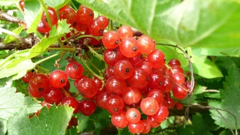 Loại quả ở nước ngoài chẳng ai ăn về Việt Nam giá bạc triệu vẫn cháy hàng