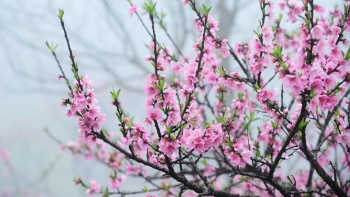 Những loại hoa “hút tài lộc” đầu năm, chưng Tết vừa đẹp lại vừa mang lại may mắn