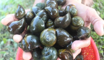 Bắt vài con ốc về nuôi tìm ra bí quyết cho ốc đẻ liên tục bán trên 1 triệu đồng/kg