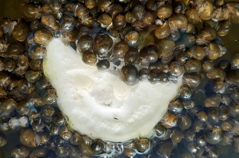 Cho ốc bươu đen ăn 2 ngày/lần, tùy vào khẩu phần mà có thể thay đổi cho phù hợp.