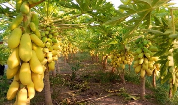 Đu đủ vàng đắt khách dịp Tết