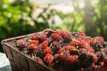 Những công dụng bất ngờ từ cây dâu tằm bạn có thể chưa biết đến