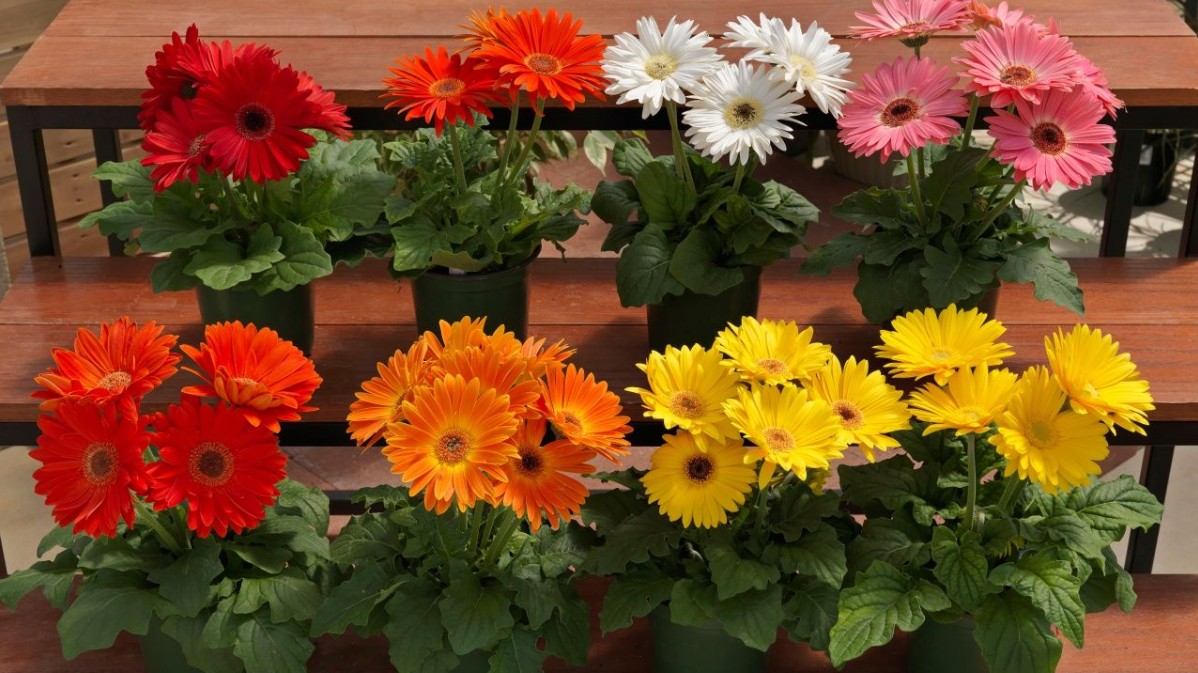 Ý nghĩa của hoa đồng tiền trong ngày Tết, bí quyết chọn hoa hợp mệnh để phát tài phát lộc