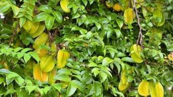 Cây Khế đầy trái ở trước nhà lại có nhiều công dụng hay ho với sức khỏe