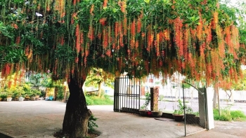 Công dụng tuyệt vời ít người biết của cây lộc vừng trước sân nhà