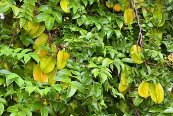 Cây Khế đầy trái ở trước nhà lại có nhiều công dụng hay ho với sức khỏe