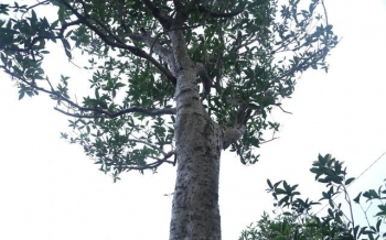 Vụ giao dịch mộc hương tiền tỷ hiếm hoi dịp Tết này, vì sao thị trường cây tiến vua trầm lắng?