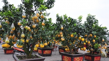 Những loại cây cảnh đang gây “sốt” thị trường Tết con mèo