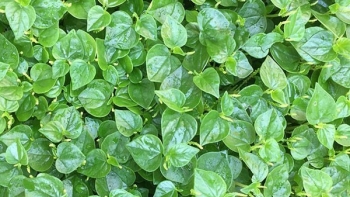 Rau càng cua nhiều nơi để mọc hoang phí, lại có những công dụng cực hay cho sức khỏe