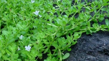 Rau đắng đất mọc hoang tưởng chừng vô dụng nhưng lại có nhiều tác dụng tốt cho sức khỏe