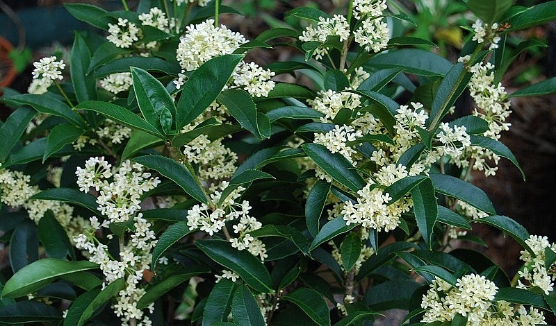 Cây mộc hương có hoa đẹp hương thơm và nhiều giá trị dược liệu.