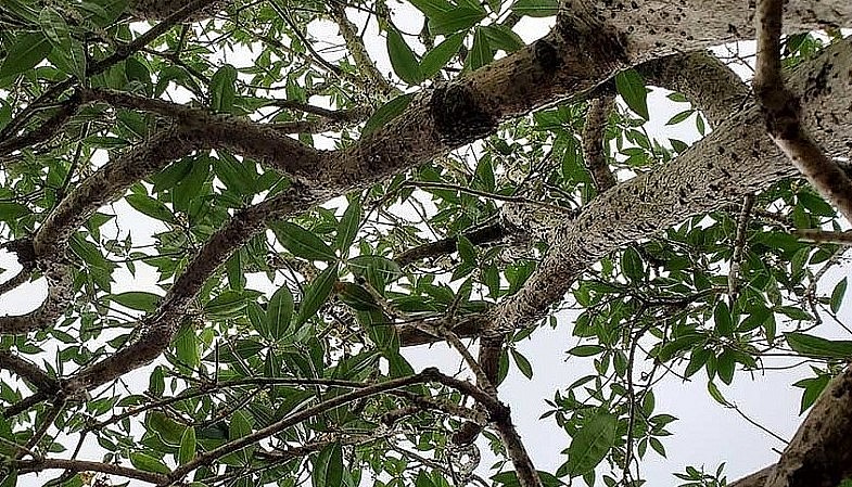 Cây mộc hương sản vật tiến vua có dáng đẹp cành uốn lượn tự nhiên.