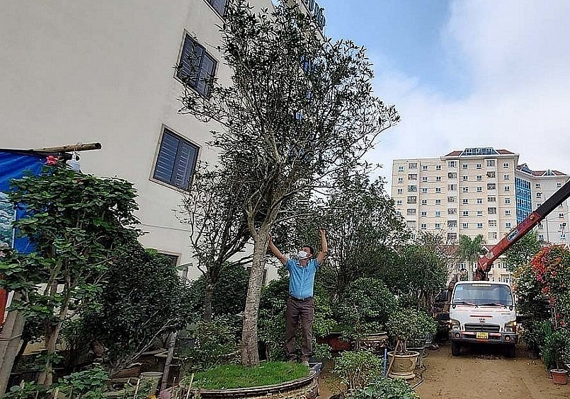 Anh Đặng Minh Trung chủ nhân siêu cây cảnh mộc hương có dáng trực.