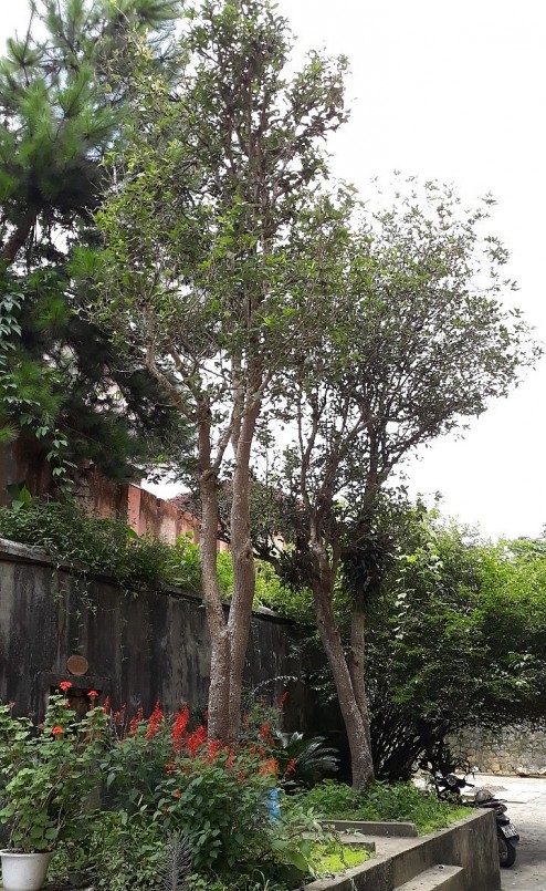 Cây mộc hương mang vẻ đẹp tự nhiên nên có giá trị bền lâu.