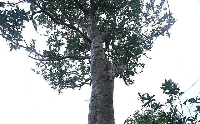 Cây mộc hương có một vị trí đặc biệt trong làng cây cảnh Việt Nam. 