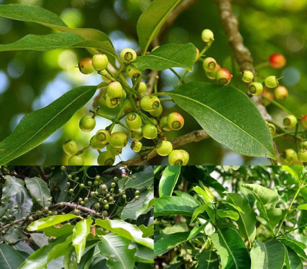 Trâm mốc hay trâm vối hay vối rừng (các tỉnh miền nam Việt Nam gọi là cây trâm, trâm vỏ đen (danh pháp hai phần: Syzygium cumini)), tên gọi khác: Mận Malabar, mận Java, mận đen, jamun hoặc jambolan.Trâm mốc là cây thường xanh nhiệt đới thuộc chi Trâm. Nó có nguồn gốc từ Tiểu lục địa Ấn Độ và các khu vực tiếp giáp với Đông Nam Á, bao gồm Myanmar, Sri Lanka và quần đảo Andaman. Chiều cao của cây có thể lên đến 30 mét và có thể sống hơn 100 năm. Đây là loài thực vật phát triển nhanh chóng, nó được coi là loài xâm lấn ở nhiều khu vực trên thế giới.