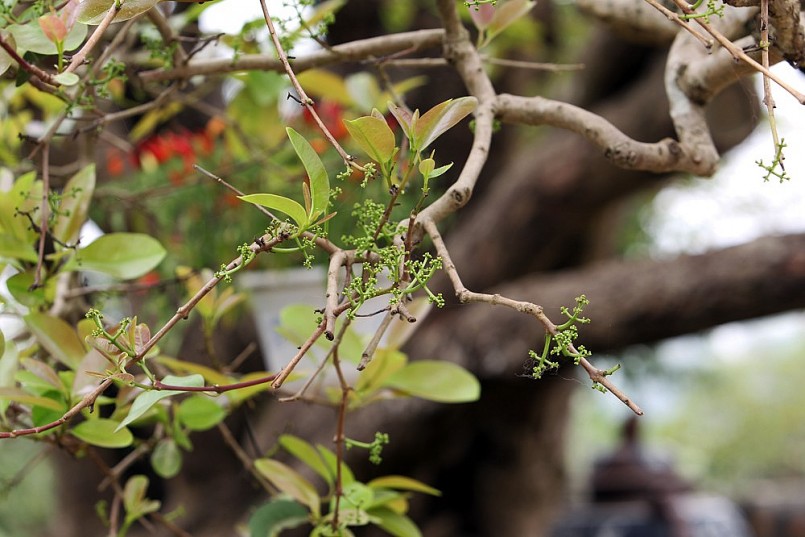 Cây trâm vối cho lá quanh năm, lá của siêu cây cảnh trâm vối có thể đem hãm nước uống giống như nước vối. Song, nước này có vị hơi chua nhưng uống lại có sự hấp dẫn riêng chứ không giống hoàn toàn nước vối