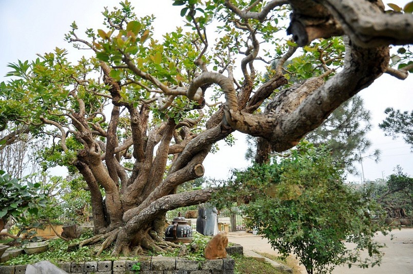 Ông Ngọ chia sẻ, suốt hơn 5 năm sở hữu cây này tôi chỉ mất công chăm bón, tưới tiêu cho nó chứ không hề can thiệp dao, kéo để tạo dáng. Đây là cây siêu thân rồng rất đặc biệt với 19 thân uốn lượn theo từng hướng khác nhau. Cũng chính vì điều này tôi đặt tên cho nó là cây quần long tụ hội ví như 19 con rồng sống cùng một nhà tượng trưng cho sự hội tụ, ấm cúng