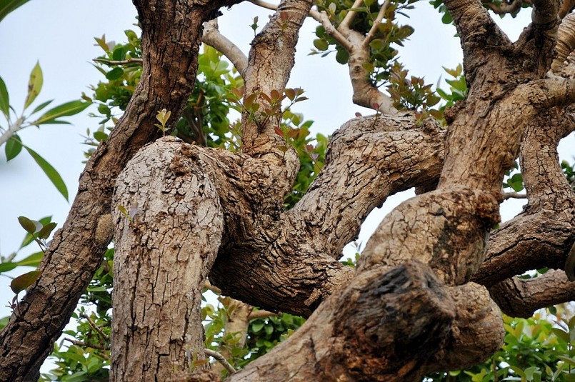 Theo ông Ngọ, cây trâm vối này chính thức có 21 thân rồng, khi mua về tôi đã cắt bớt 2 thân rồng nên giờ chỉ còn 19. Mà loại cây này, theo giới chơi cây cảnh, phải vài chục năm mới đẻ thêm một thân mới