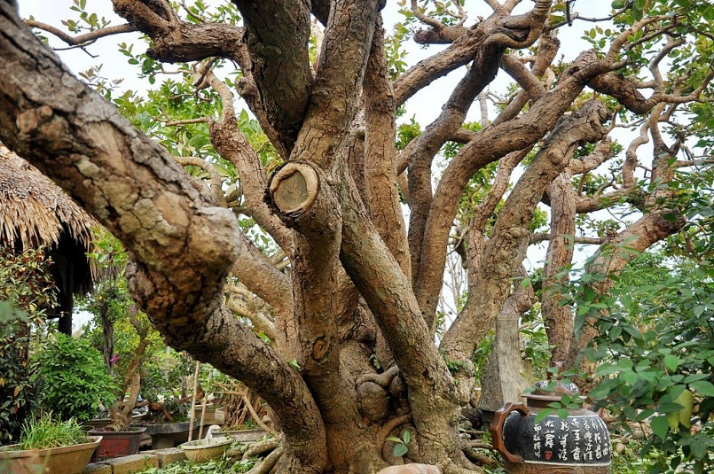 Nói về nguồn gốc siêu cây này, anh Thành, con trai ông Ngọ cho biết, cây trâm được mua về từ Vũng Tàu với giá gần một tỷ đồng. 6 năm qua, dù được trồng ở vị trí đắc địa trong vườn, nhưng cây gần như không có nhiều thay đổi về hình dáng, kích thước. Cả anh Thành và ông Ngọ không biết cây trâm bao nhiều tuổi. Anh Thành cho rằng ít nhất 100 tuổi. Còn ông Ngọ chia sẻ: “Theo giới chơi cây cảnh, phải vài chục năm loài cây này mới đẻ thêm thân mới. Do đó, mọi người nhận định cây tồn tại trên 500 tuổi”.