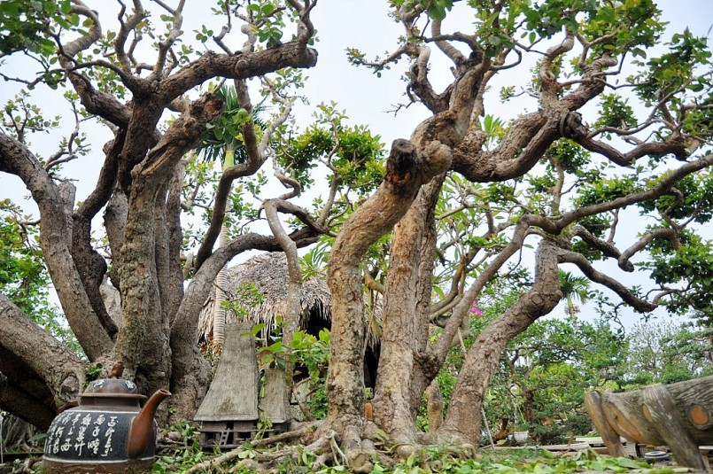 “Trâm vối vốn không hiếm, nhưng thường mỗi cây chỉ 1-2 thân lên thẳng. Cây này đặc biệt có 19 thân rồng uốn lượn đủ các hướng khác nhau, mỗi thân dài từ 3,5 – 4m. Cây cao khoảng hơn 3m, chiều ngang khoảng 5m”, ông Ngọ cho biết.