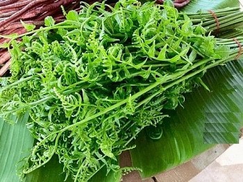 Loại cây dại giống hệt dương xỉ nhưng lại là đặc sản núi rừng, công dụng chữa bệnh tuyệt vời