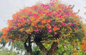 Những siêu phẩm bonsai hoa giấy gây choáng vì độ 'độc lạ' với giá tiền tỷ