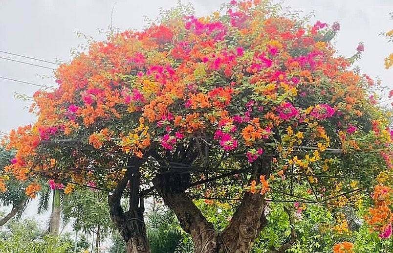 Những siêu phẩm bonsai hoa giấy gây choáng vì độ độc lạ và giá khủng.