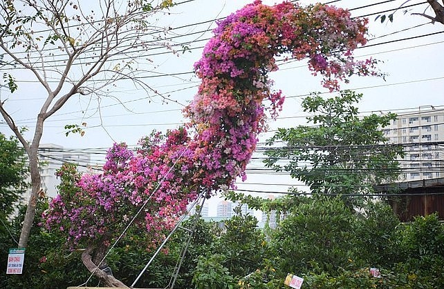 Để tạo được bonsai hoa giấy dáng rồng bay đòi hỏi sự kỳ công và may mắn chọn được cây có phom dáng phù hợp.