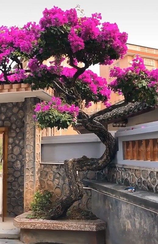 Cây hoa giấy được chủ nhân hét giá lên đến 7 tỷ đồng khiến không ít người ngỡ ngàng.